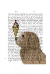 Labradoodle, Golden, Ice Cream