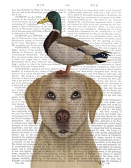 Labrador and Duck