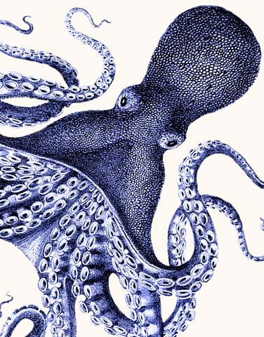 Landscape Blue Octopus