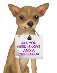 Love and Chihuahua