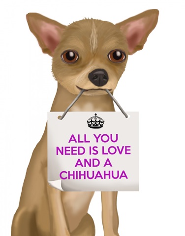 Love and Chihuahua