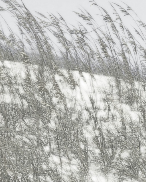 Lush Dunes VI