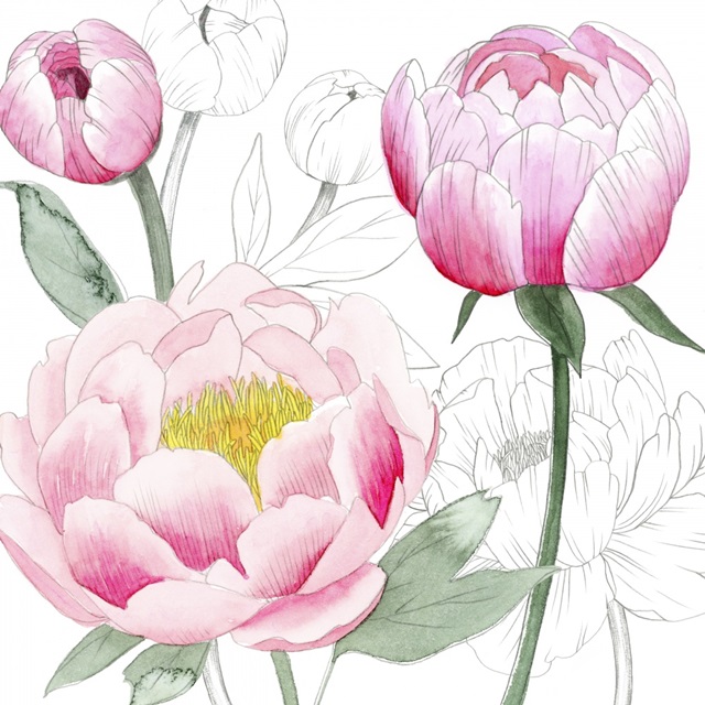 May Peonies II