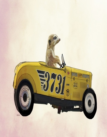 Meerkat in Hot Rod