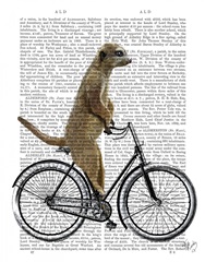 Meerkat on Bicycle