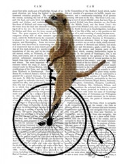 Meerkat on Black Penny Farthing