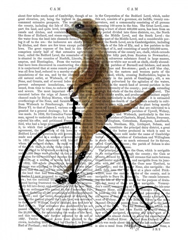 Meerkat on Black Penny Farthing