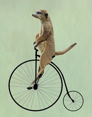 Meerkat on Black Penny Farthing