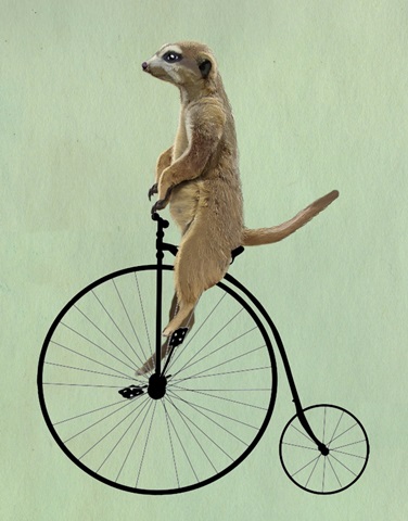 Meerkat on Black Penny Farthing