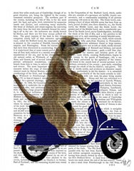 Meerkat on Dark Blue Moped