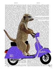 Meerkat on Lilac Moped