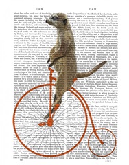 Meerkat on Orange Penny Farthing