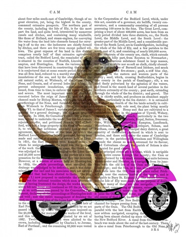 Meerkat on Pink Moped