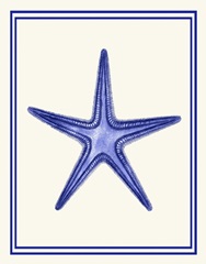 Mixed Nautical Blue on Cream f