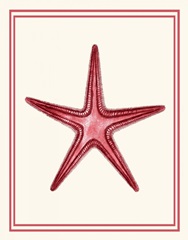 Mixed Nautical Coral on Cream a