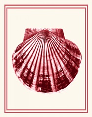 Mixed Nautical Coral on Cream b