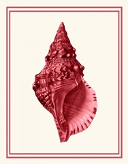 Mixed Nautical Coral on Cream c