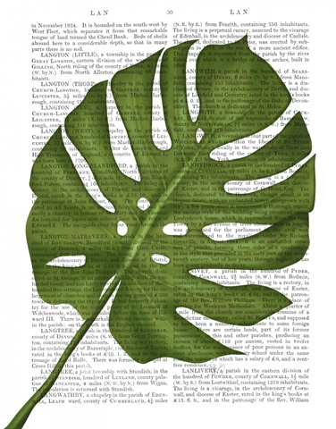 Monstera Leaf 1, Green on White