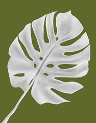 Monstera Leaf 1, White On Green