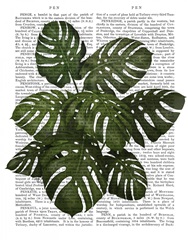 Monstera Plant, Green on White