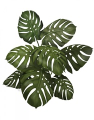 Monstera Plant, Green on White