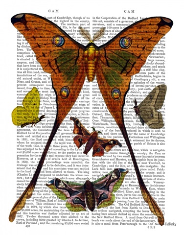 Moth Plate 1