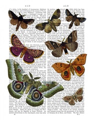 Moth Plate 2