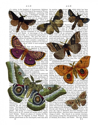 Moth Plate 2