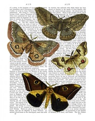 Moth Plate 3