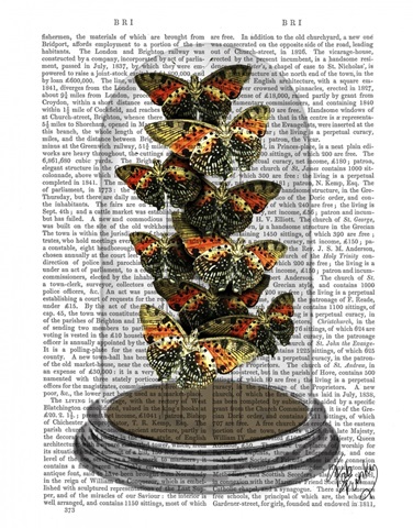Multicoloured Butterflies in Bell Jar