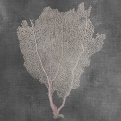 Natural Sea Fan I