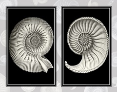 Nautilus Shells On Black