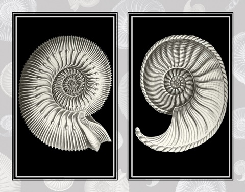 Nautilus Shells On Black
