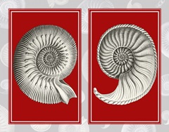 Nautilus Shells On Red