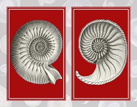 Nautilus Shells On Red