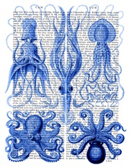 Octopus and Squid Blue