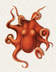 Octopus 4 Orange