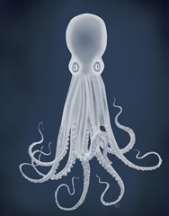Octopus 8, White on Blue