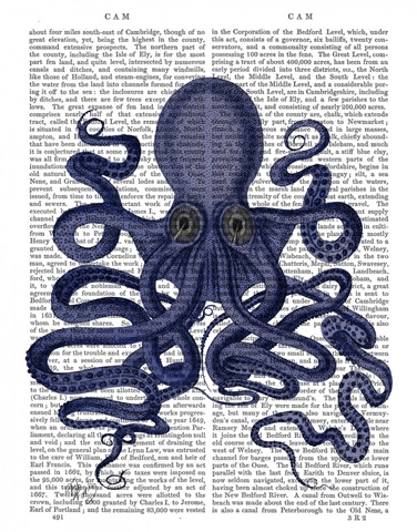 Octopus 9, Blue
