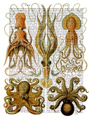 Octopus and squid