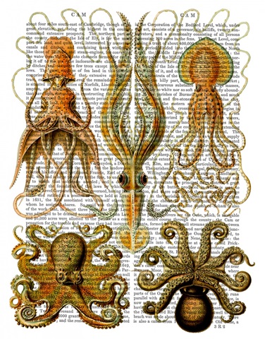 Octopus and squid