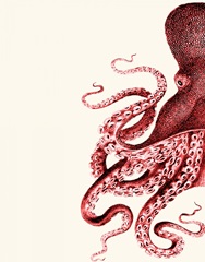 Octopus Red and White a