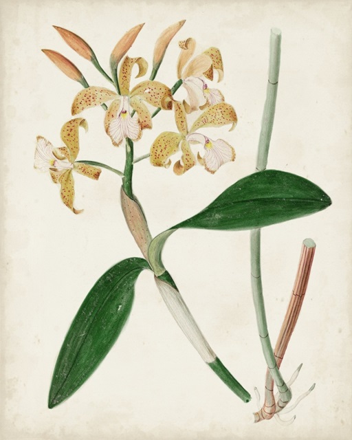 Orchid Pair II