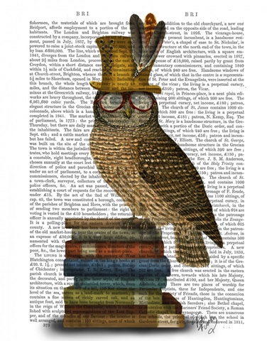 Owl On Books
