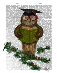 Owl Reading On Branch