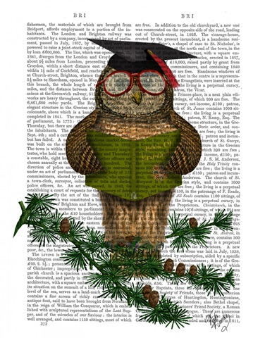 Owl Reading On Branch