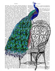 Peacock on Chair