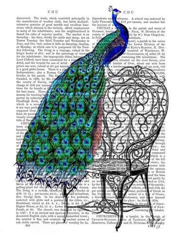 Peacock on Chair