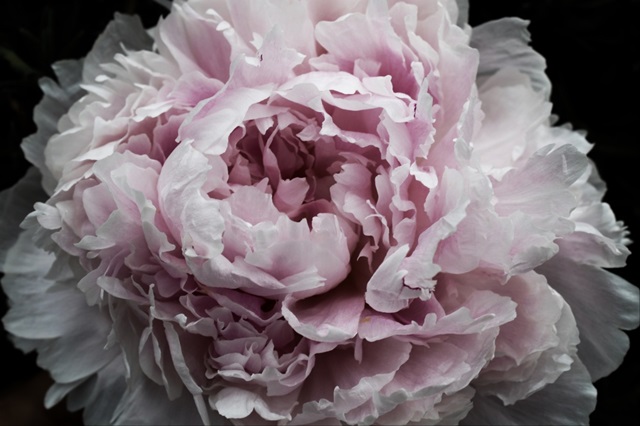 Pink Peony Passion I