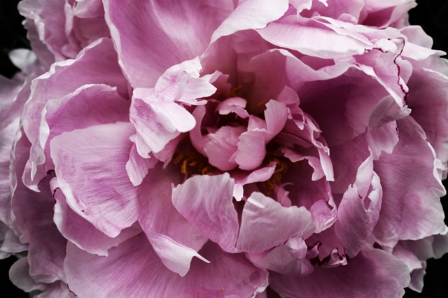 Pink Peony Passion III